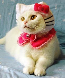I can imagine this perfect cat costume in a photography studio. Image courtesy of Kittybloger.wordpress.com.